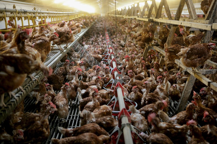 Detalles de la gripe aviar: La transmisión de la variante H5N1 a humanos inquieta a la OMS