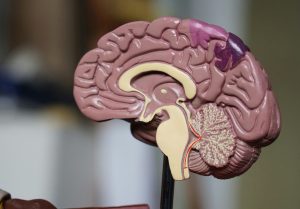 cerebro sistemas educativos