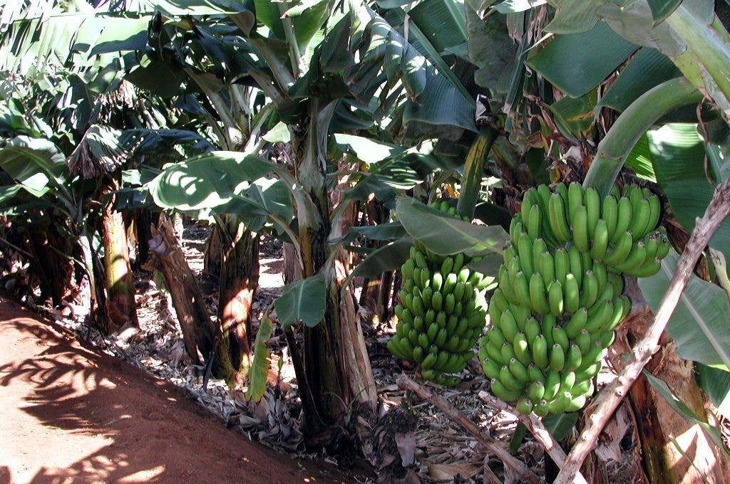 banana-fruit-consumption properties