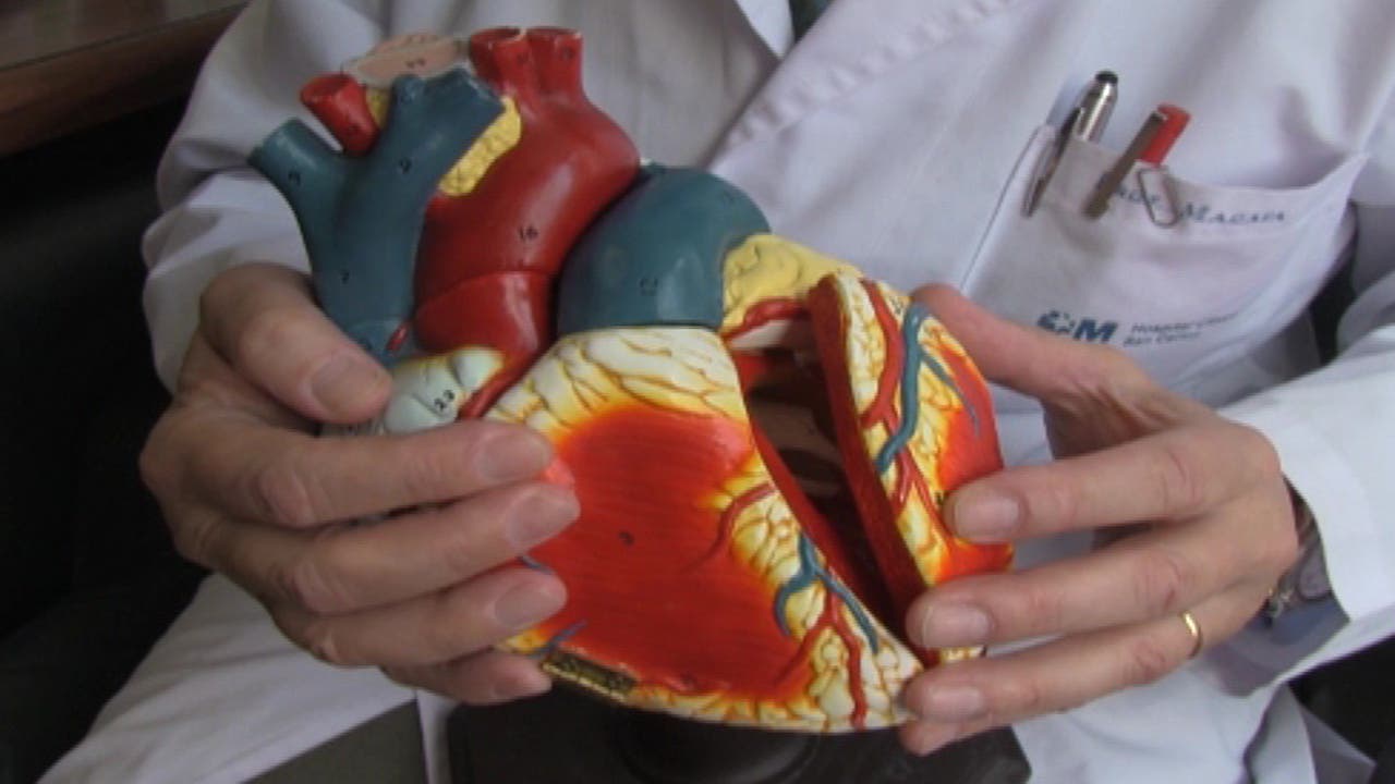 Sistema cardiocirculatorio