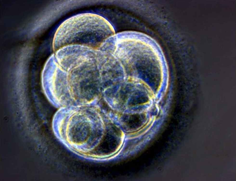 Embriones congelados: ¿Por cuánto tiempo?, por Rocío Núñez Calonge