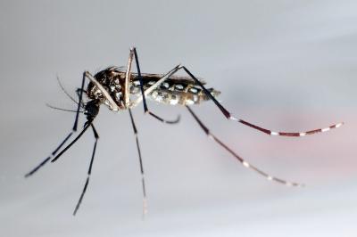 Fotografía del mosquito "Aedes Aegypti", trasmisor del dengue y zika