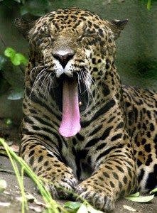 jaguar bostezando