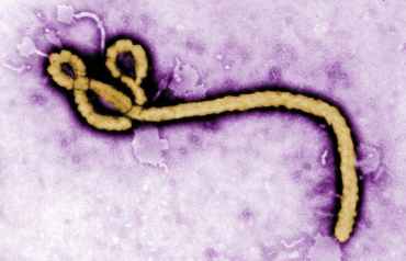 Virus ébola