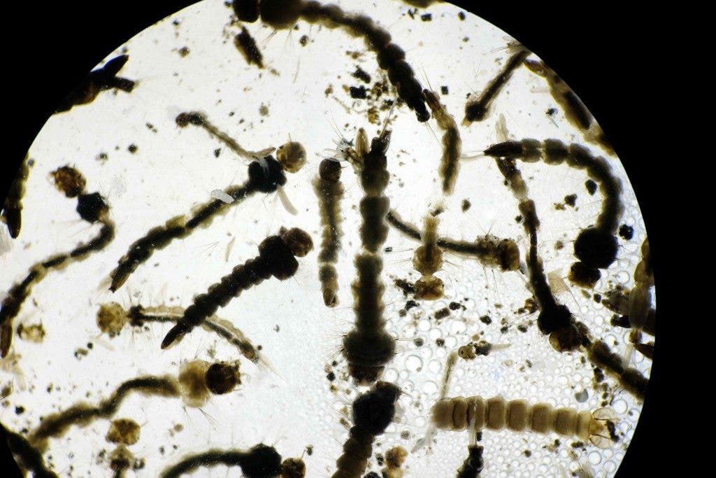 larvas virus zika