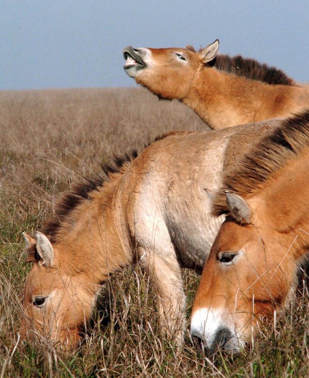 Un caballo salvaje de Przewalsk relincha mientras otros dos miembros de la manada pastan en las praderas de Hungría
