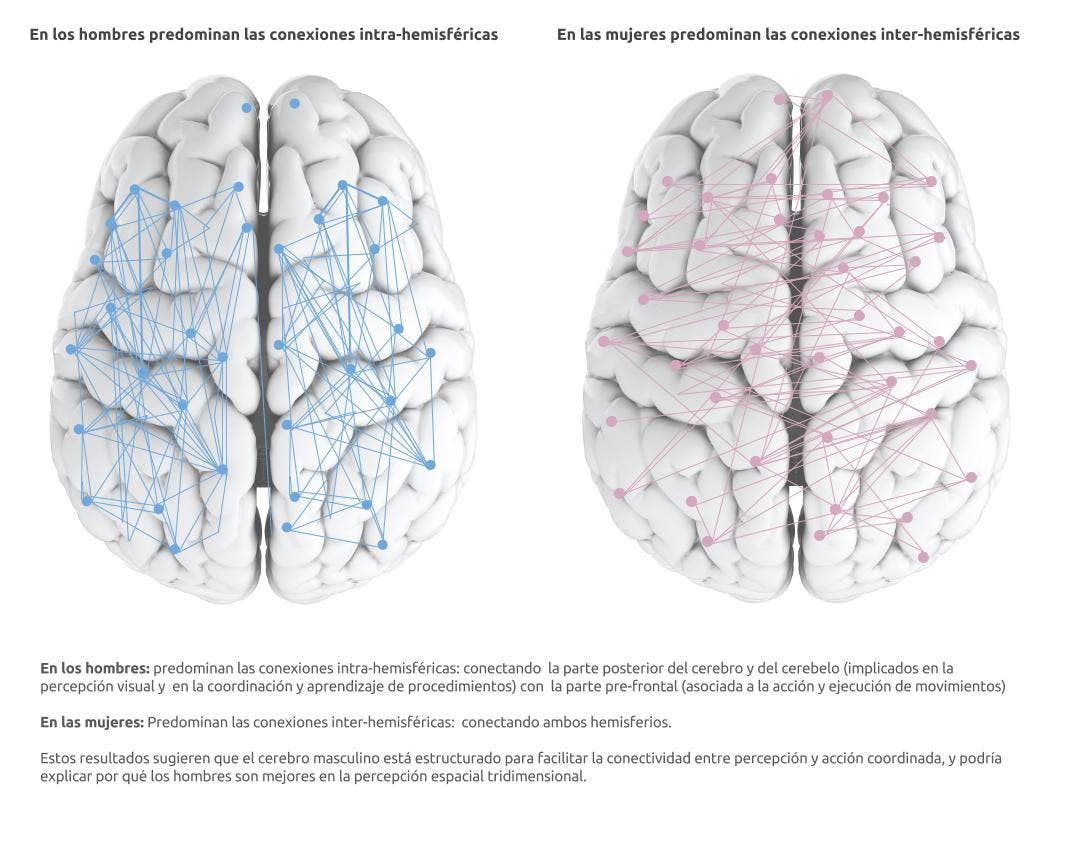 CEREBRO HOMBRE MUJER