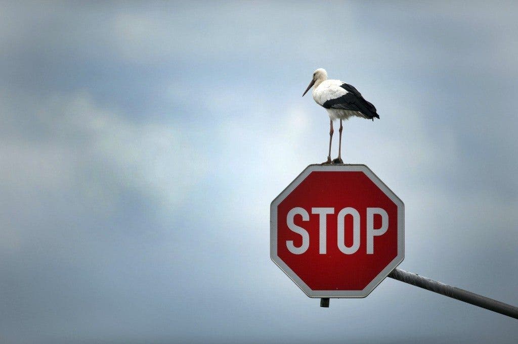 Una cigüeña se posa sobre una señal de Stop. Efesalud.com