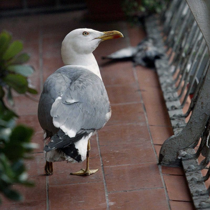 Una gaviota en la terraza de una vivienda en capital catalana.