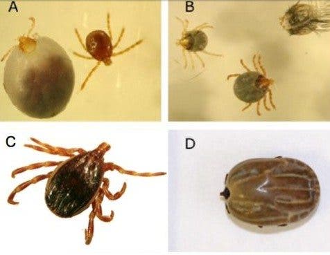 Garrapatas fiebre hemorrágica