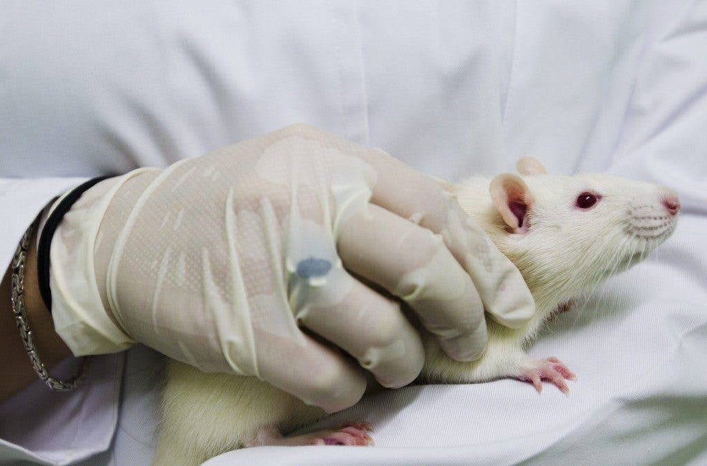 ratones avatar CRISPR