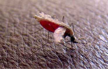 Un mosquito de la especie Anopheles gambiae, responsables de transmitir los parásitos causantes de la malaria, es fotografiado mientras extrae sangre.