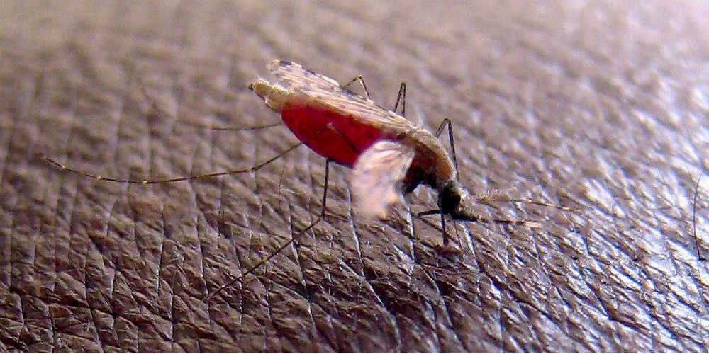 Un mosquito de la especie Anopheles gambiae, responsables de transmitir los parásitos causantes de la malaria, es fotografiado mientras extrae sangre.