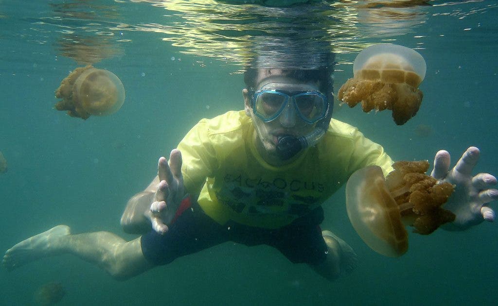 Las medusas del lago de agua salada de Kabakan, ubicado en una remota y deshabitada región de la isla de Borneo, a la que atraen a muchos turistas, tienen una particularidad: han perdido el poder urticante en un hábitat sin especies depredadoras.