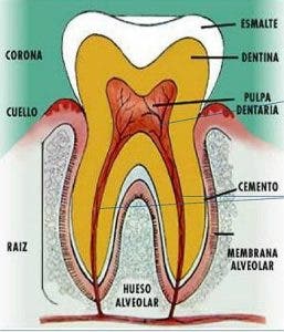 Partes del diente.