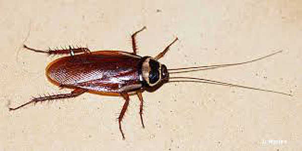 Detectan una especie de cucaracha invasora en Madrid