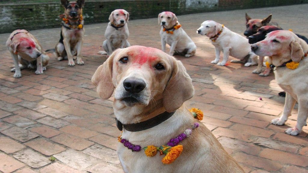 Ocho perros policía posan para los periodistas sentados sobre sus patas traseras.