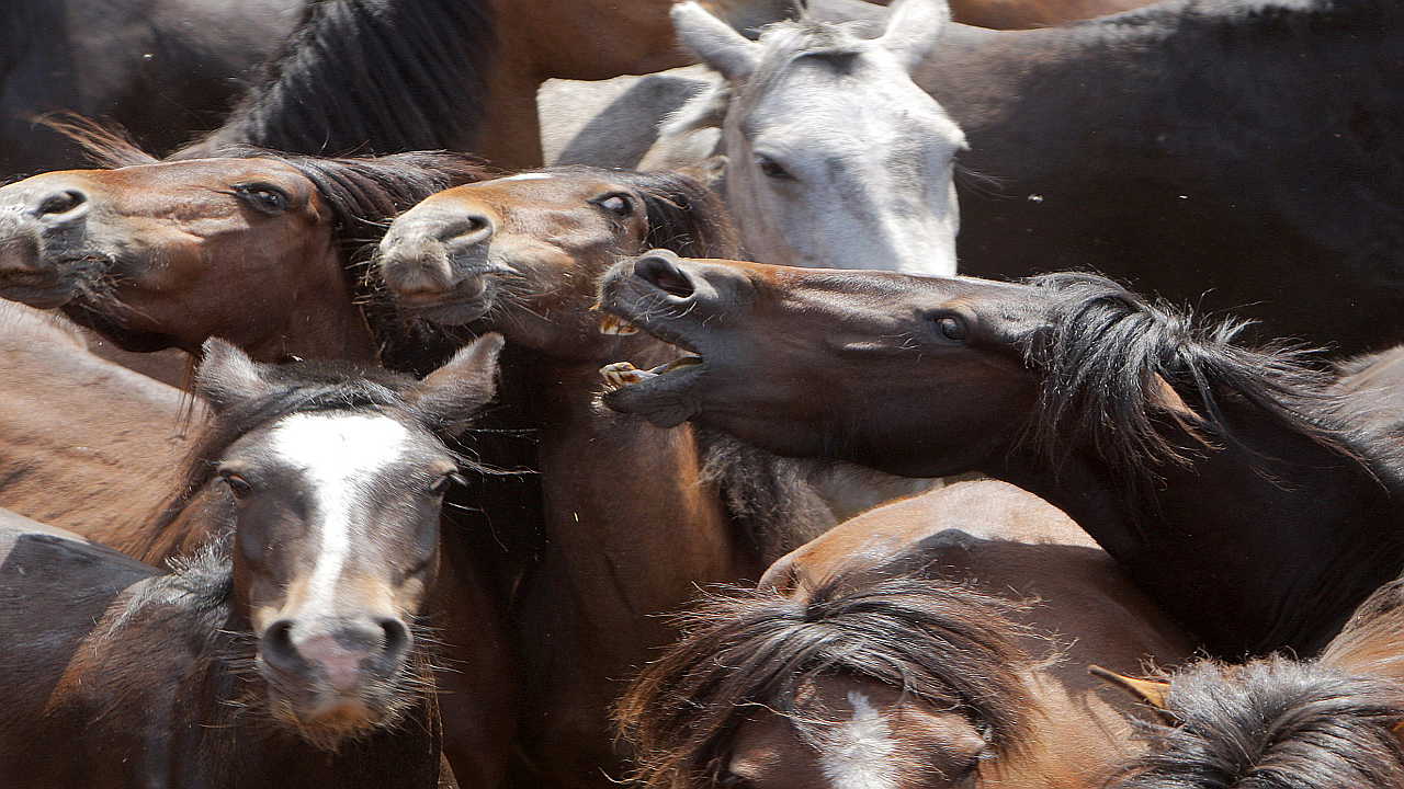 La conocida Rapa das Bestas de Sabucedo (Pontevedra) enfrenta a dos fuerzas tradicionales de la naturaleza, puesto que la bravura de los hombres se mide a la de caballos salvajes en una lucha cuerpo a cuerpo