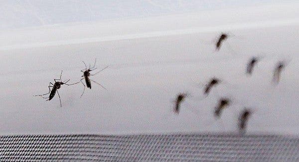 Brasil, el país más afectado por el virus del zika