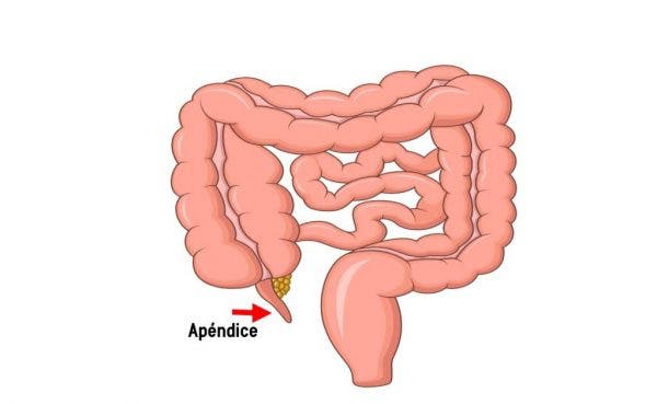 Además de causar apendicitis… ¿Tiene utilidad el apéndice?