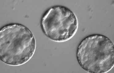 embriones humanos