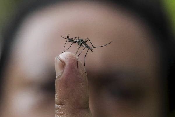 Dos casos de dengue contraídos en España