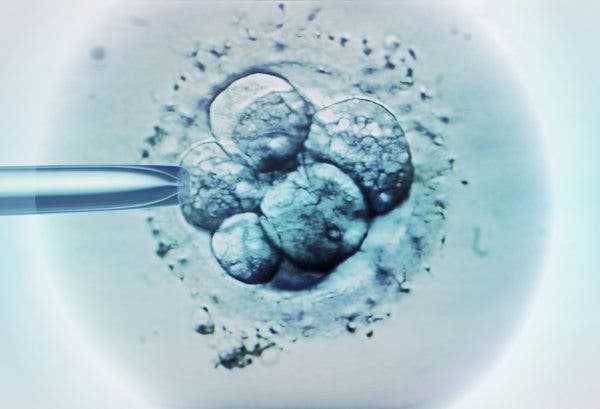 Imagen al microscopio de embriones. Efesalud.com