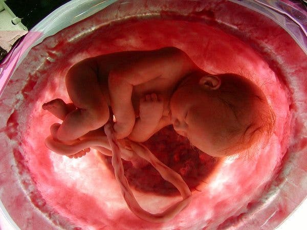 Del niño probeta al útero artificial