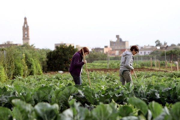 Contribuir a la producción sostenible de alimentos: agricultura vertical y regenerativa