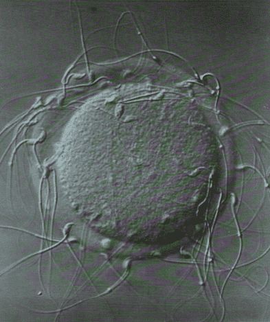 Imagen de un óvulo en blanco y negro.