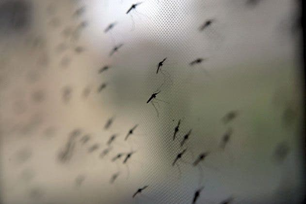 OMS: La región europea, primera zona libre de malaria en el mundo