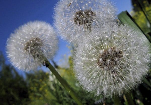 La alergia al polen aumenta 11 puntos en diez años: del 22% en 2005 al 33% en 2015