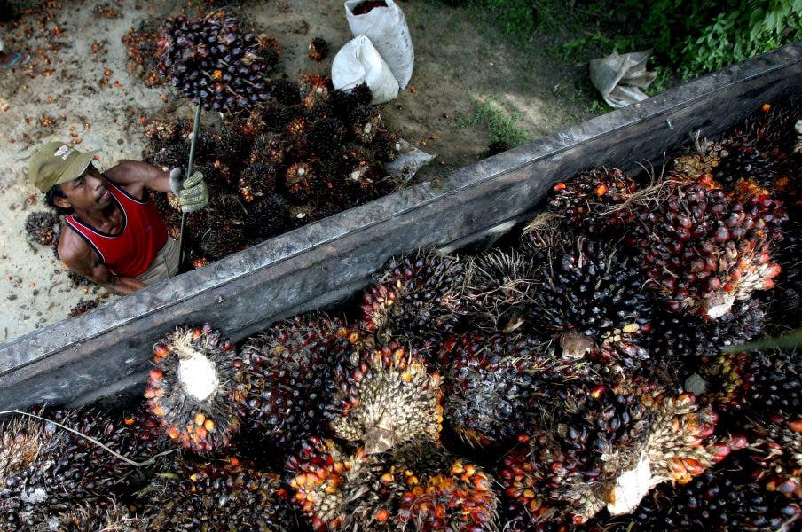 Grandes cadenas de supermercados piden sustituir el aceite de palma