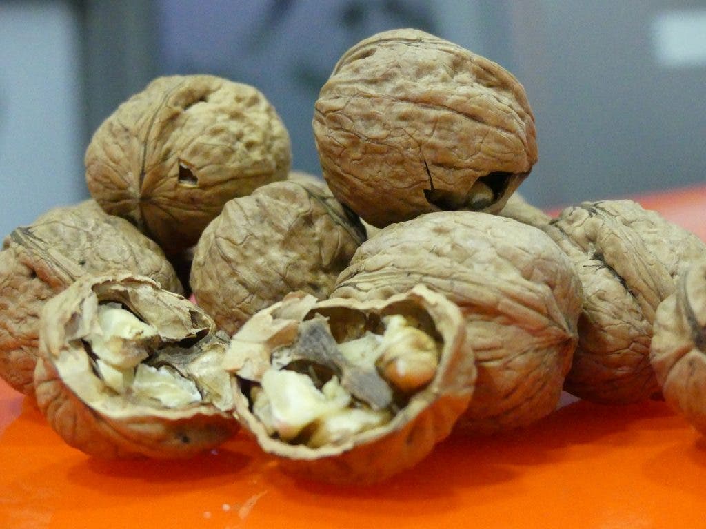 frutos secos semillas