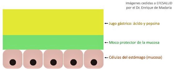 molestias estomacales: composición de la pared interior del estómago.