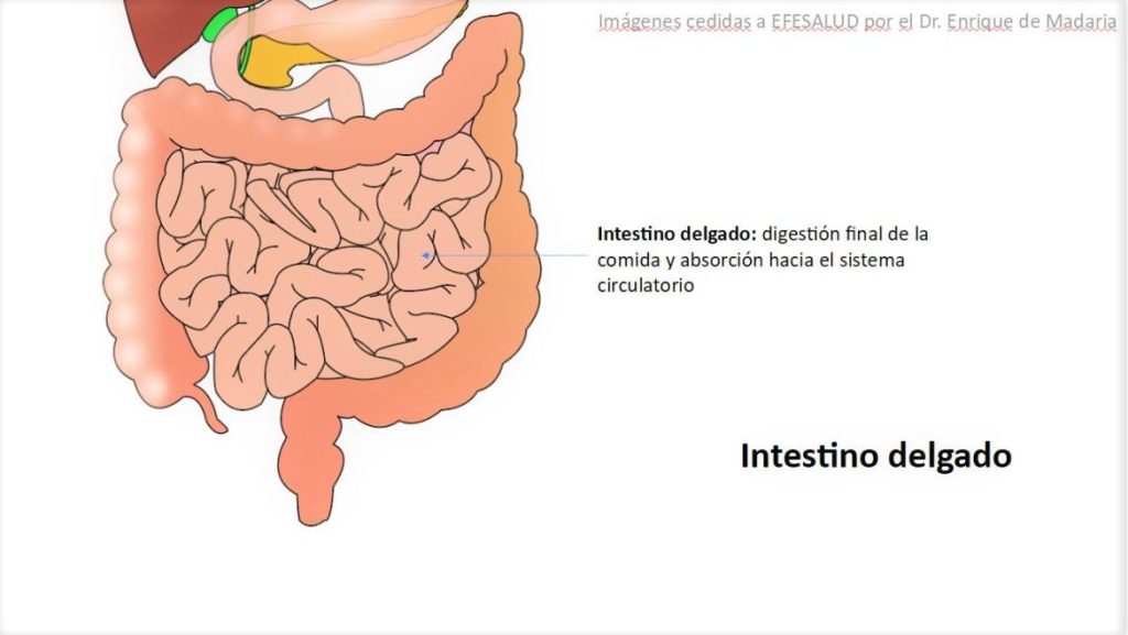Intestino delgado del cuerpo humano, donde se localiza el síndrome del intestino irritable.