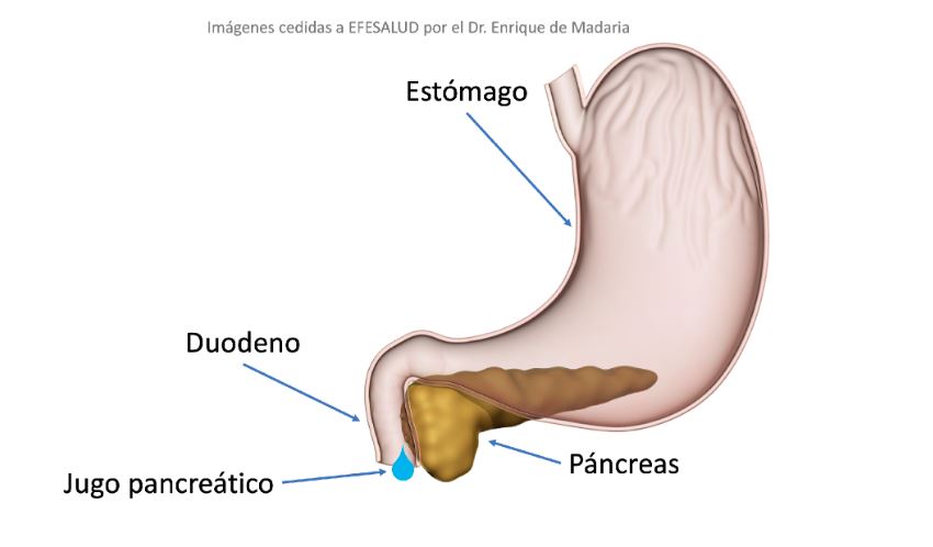 páncreas: situación en la zona abdominal posterior.