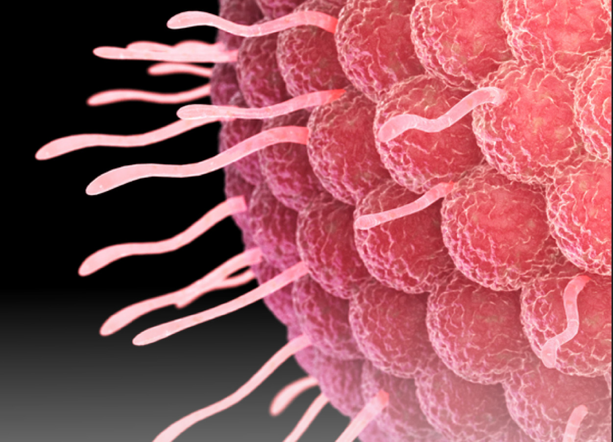 herpes zóster antivirales