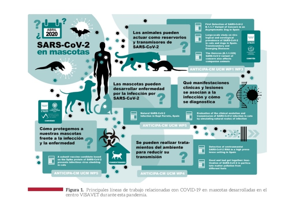coronavirus mascotas