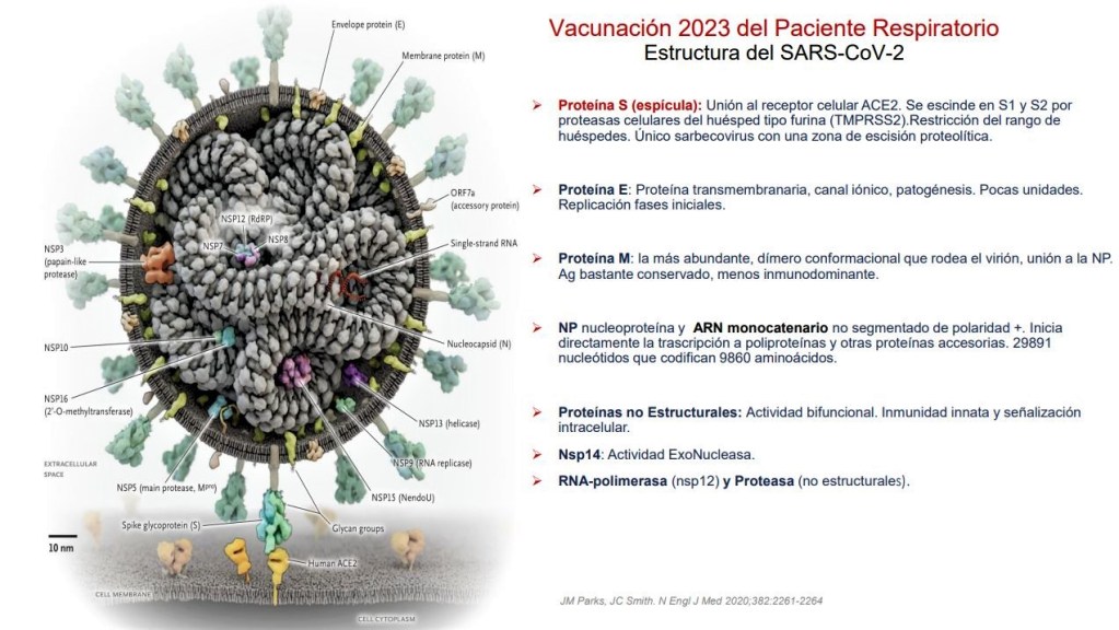 Vacunación frente al coronavirus SARS-CoV-2