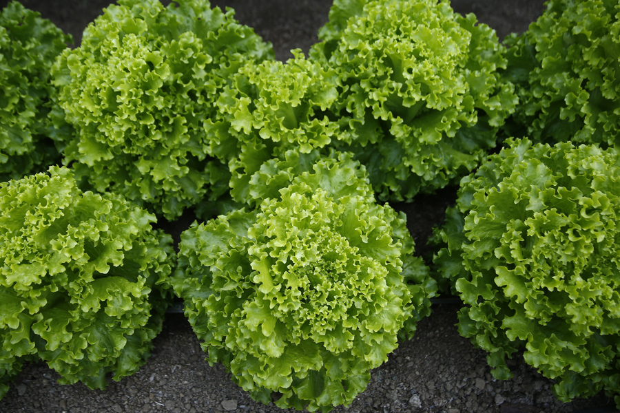 Fertilidad alimentación