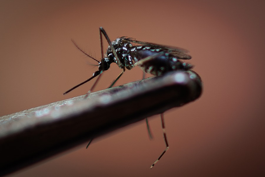 Dengue: radiografía de una infección vírica que se expande en Brasil