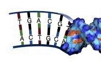 Los códigos genéticos a través de los nucleótidos A-T-G-C
