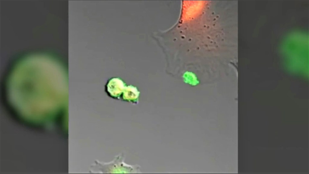 Cultivo de condrocitos.