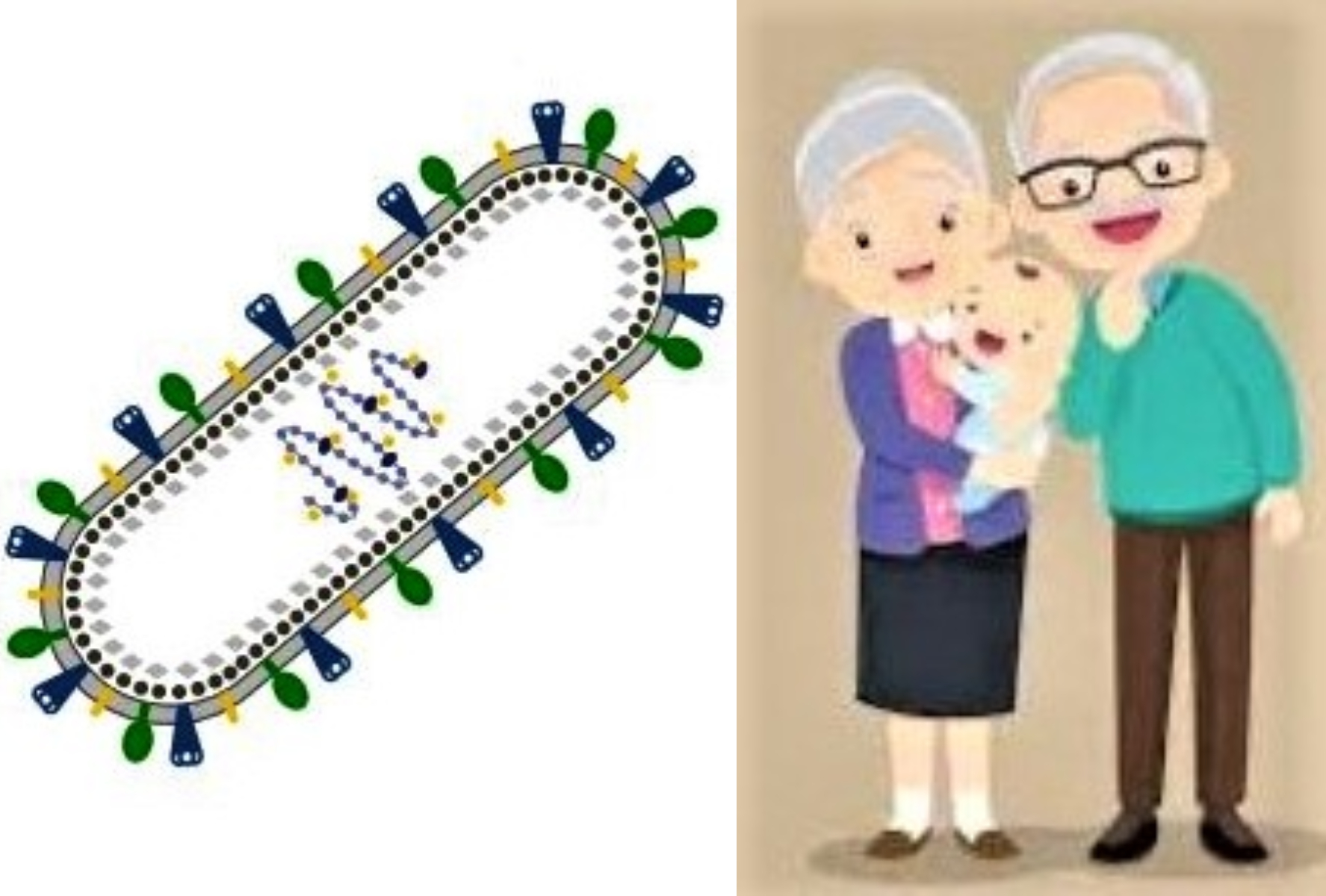 Virus respiratorio sincitial