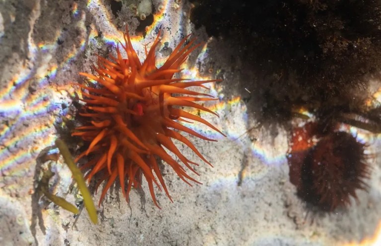 Células senescentes