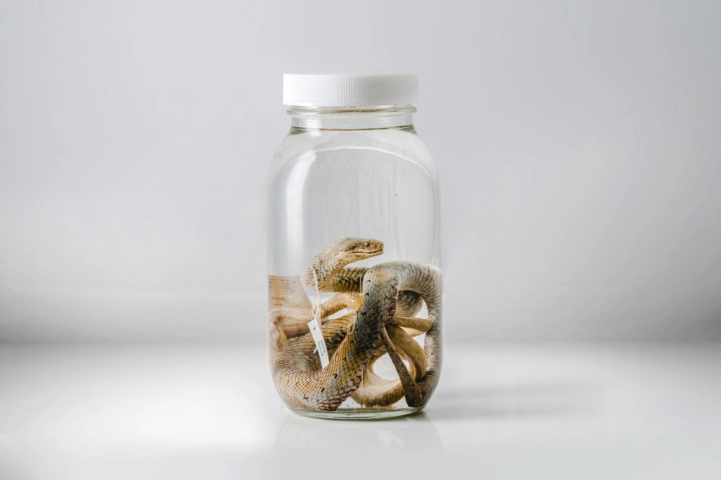 mordedura de serpiente