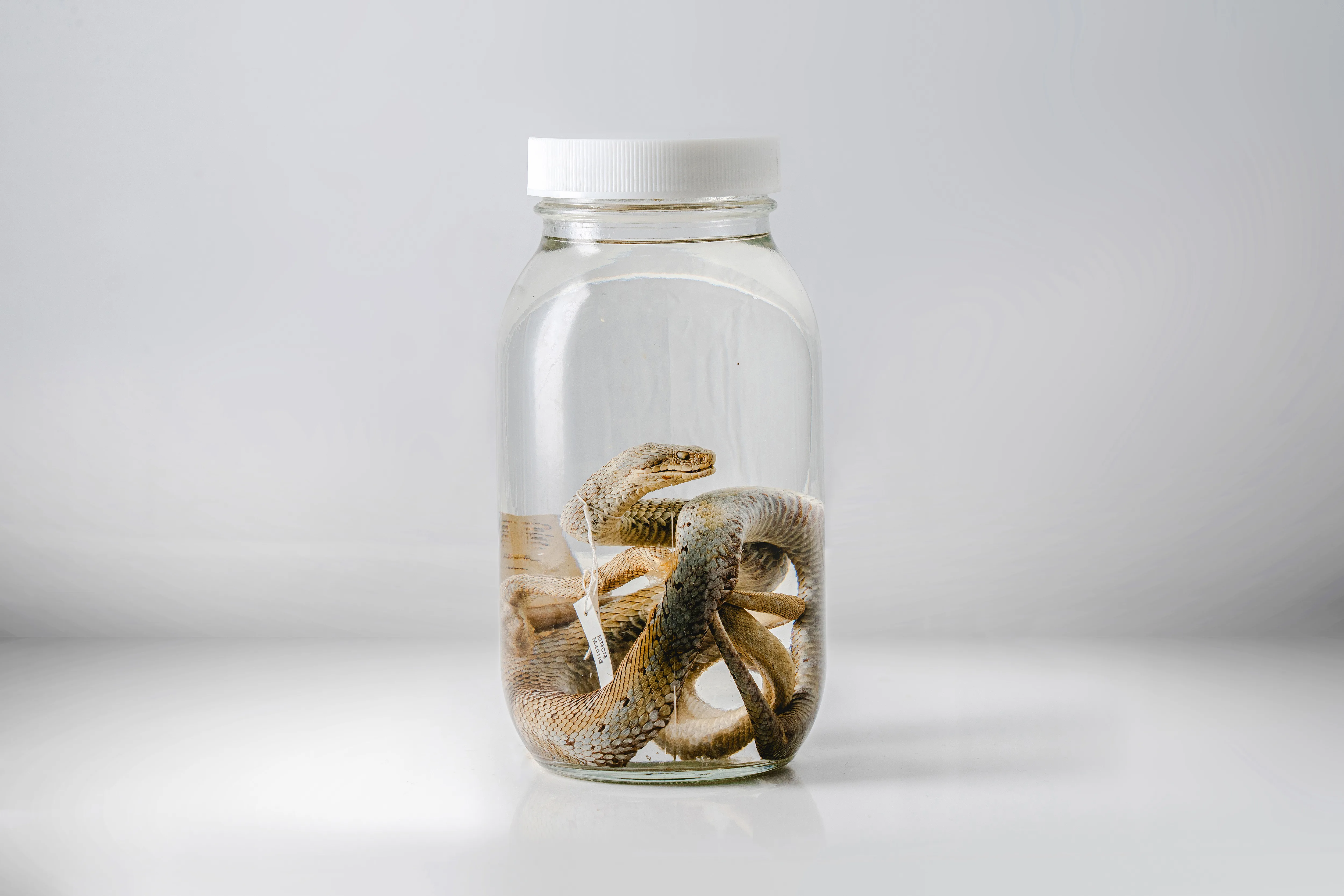 mordedura de serpiente