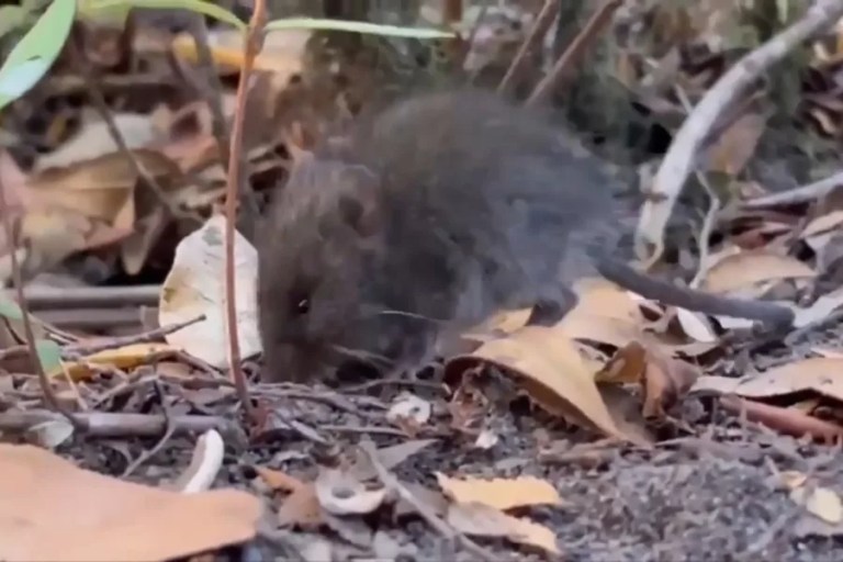 hantavirus