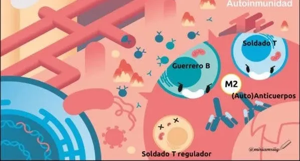 obesidad sistema inmunitario